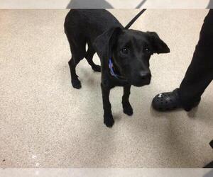 Miniature Pinscher-Unknown Mix Dogs for adoption in Riverside, CA, USA