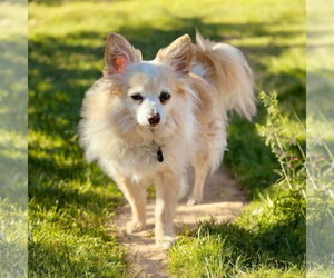 Chihuahua Dogs for adoption in Pacolet, SC, USA