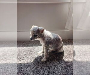 Mal-Shi Dogs for adoption in Ogden, UT, USA