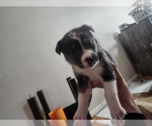 Mutt Dogs for adoption in Calgary, Alberta, Canada