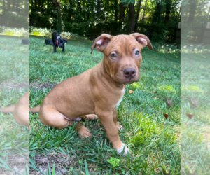 American Pit Bull Terrier-Unknown Mix Dogs for adoption in Holly Springs, NC, USA