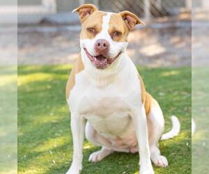 American Pit Bull Terrier Dogs for adoption in Camarillo, CA, USA