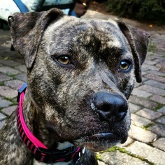 Bullboxer Pit Dogs for adoption in Rockaway, NJ, USA