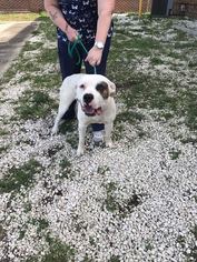 American Bulldog Dogs for adoption in Savannah, NY, USA