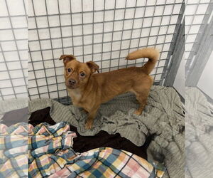 Mutt Dogs for adoption in Chico, CA, USA
