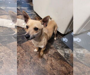 Chihuahua-Unknown Mix Dogs for adoption in New London, WI, USA