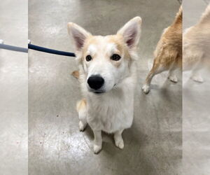 Retriever -Siberian Husky Mix Dogs for adoption in Pierceton , IN, USA