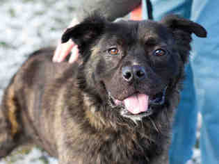 Chow Chow Dogs for adoption in Maumee, OH, USA