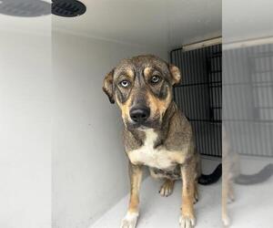 Siberian Husky-Unknown Mix Dogs for adoption in Houston, TX, USA