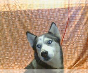Siberian Husky Dogs for adoption in Sacramento, CA, USA