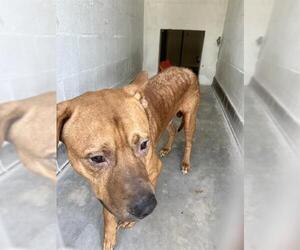 American Pit Bull Terrier-Labrador Retriever Mix Dogs for adoption in Sanford, FL, USA