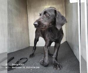 Mutt Dogs for adoption in San Antonio, TX, USA