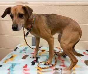 Dachshund Dogs for adoption in Ogden, UT, USA