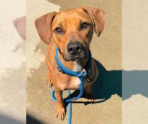 Unknown-Vizsla Mix Dogs for adoption in Sacramento, CA, USA
