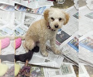 Poodle (Miniature)-Unknown Mix Dogs for adoption in Mukwonago, WI, USA