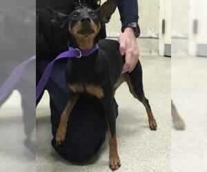 Miniature Pinscher Dogs for adoption in Riverside, CA, USA