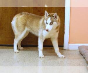 Siberian Husky Dogs for adoption in York, SC, USA