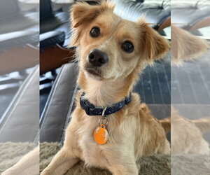 Papillon-Unknown Mix Dogs for adoption in St. Louis Park, MN, USA