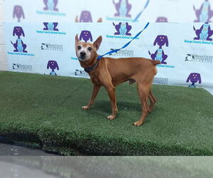 Chipin Dogs for adoption in Orlando, FL, USA