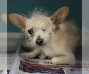 Chihuahua-Unknown Mix Dogs for adoption in San Antonio, TX, USA