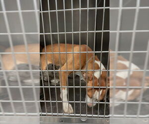 American Pit Bull Terrier-Unknown Mix Dogs for adoption in Waco, TX, USA