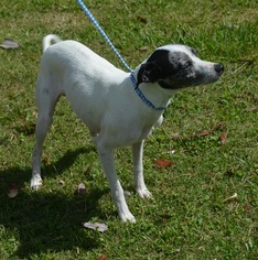 Italian Greyhound-Whippet Mix Dogs for adoption in bailey Island, ME, USA