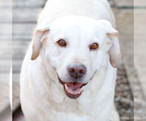 Mutt Dogs for adoption in McKinney, TX, USA