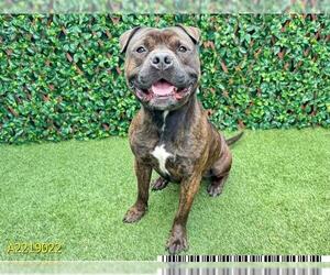 American Pit Bull Terrier Dogs for adoption in West Palm Beach, FL, USA