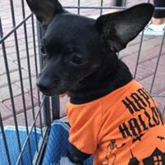 Chipin Dogs for adoption in CHANDLER, AZ, USA