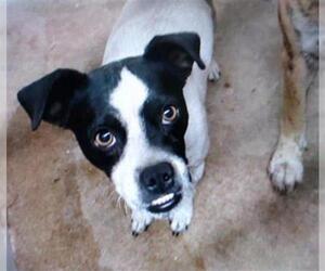 Jack-Rat Terrier Dogs for adoption in Newport Beach, CA, USA