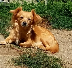 Papshund Dogs for adoption in Olalla, WA, USA