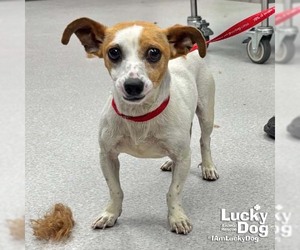 Chiweenie Dogs for adoption in Washington, DC, USA