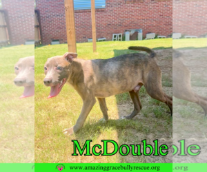 Staffordshire Bull Terrier-Unknown Mix Dogs for adoption in Pensacola, FL, USA