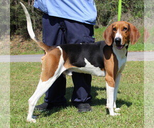 Treeing Walker Coonhound Dogs for adoption in Prattville, AL, USA