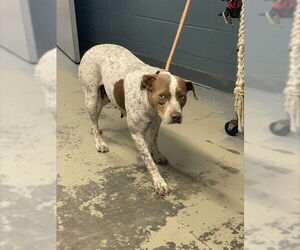 American Staffordshire Terrier-Unknown Mix Dogs for adoption in Tallahassee, FL, USA