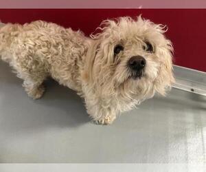 Poodle (Miniature)-Unknown Mix Dogs for adoption in Visalia, CA, USA