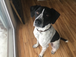 Pointer-Unknown Mix Dogs for adoption in Oak Ridge, NJ, USA