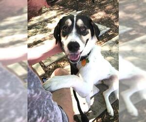 Beagle-Border Collie Mix Dogs for adoption in Dallas, TX, USA