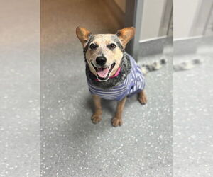 Mutt Dogs for adoption in Chandler, AZ, USA
