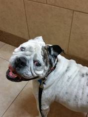 Bulldog Dogs for adoption in Northville, MI, USA