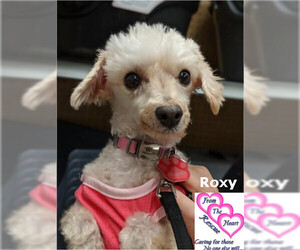 Poodle (Miniature) Dogs for adoption in Canutillo, TX, USA