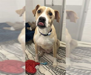 Labrador Retriever-Unknown Mix Dogs for adoption in Fort Collins, CO, USA