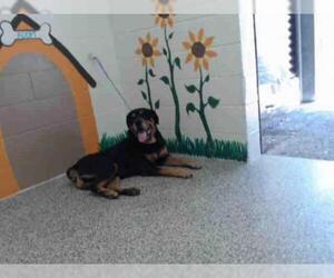 Rottweiler Dogs for adoption in San Bernardino, CA, USA