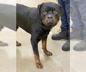 Rottweiler Dogs for adoption in Forestville, MD, USA