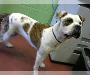American Bulldog Dogs for adoption in Murfreesboro, TN, USA