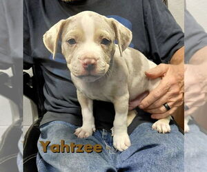 Mutt Dogs for adoption in South Bend, IN, USA