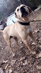 Medium Photo #1 Boxer-Mastiff Mix Puppy For Sale in Mountain Home, AR, USA