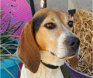 English Foxhound Dogs for adoption in Lake Forest, CA, USA