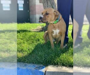 Boxer-Unknown Mix Dogs for adoption in Redlands, CA, USA