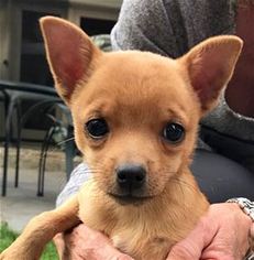 Jack Chi Dogs for adoption in Pleasanton, CA, USA